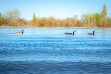 Geese On The River