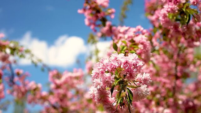sakura twig beautiful pink flowers in spring