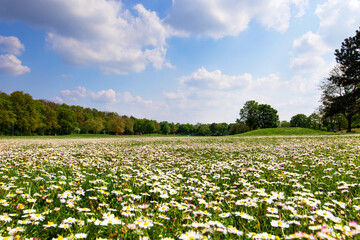 Fototapeta na wymiar Many white wild Bellis perennis, daisy, common daisy, lawn daisy in the meadow, grassy area is growing. Nature landscape photography 