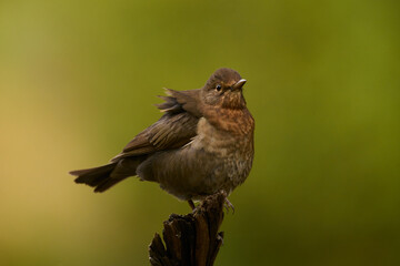 Female common blackbird resting on a rock.