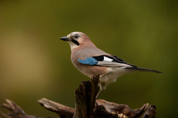 Eurasian jay (Garrulus glandarius)