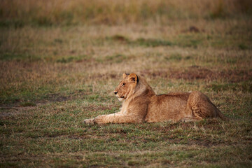 Young lion photographed at dawn.