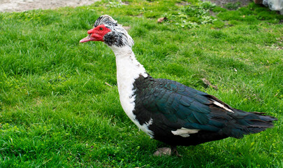 A musk duck walks around the yard. Duck on a background of green grass. Blurred background Breeding ducks at home. Agriculture.