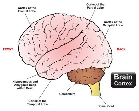 Human brain cortex infographic diagram frontal partial occipital and temporal lobes hippocampus and amygdala cerebellum spinal cord for physiology anatomy biology education medical healthcare vector