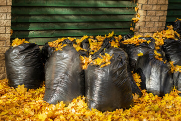 Large black plastic bags with fallen leaves. October, autumn. Taking care of nature. Cleaning, organic fertilizers
