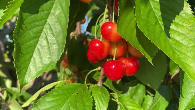 Red cherry fruits on the branches of the tree