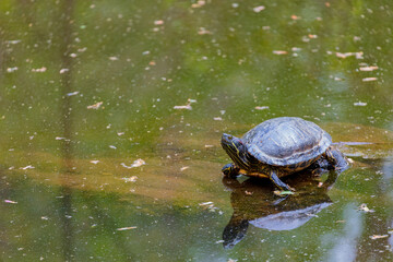 Obraz premium Old Turtle basking in the sun sitting on a log floating in a muddy pond