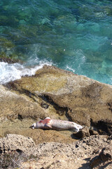 Fototapeta na wymiar Dead sea lion or seal corpse in decomposition washed ashore in Mediterranean beach