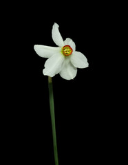 Naklejka na ściany i meble Spring flower daffodils or narcissus blooming on black background.