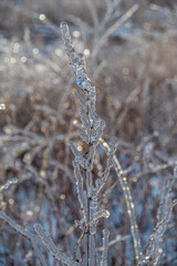Dry grass blades, encased in ice