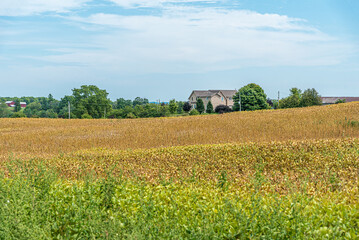 Farm field