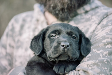 Labrador retriever puppy of black color on the hands. Soft focus.