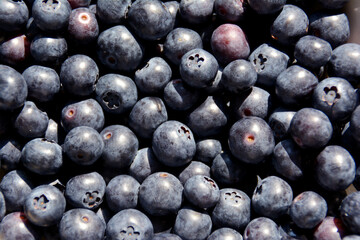 frische Blaubeeren, Nahaufnahme, Hintergrund