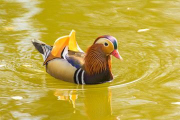 a colorful mandarin duck is swimming on the pond