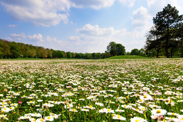Many white wild Bellis perennis, daisy, common daisy, lawn daisy in the meadow, grassy area is growing. Nature landscape photography 
