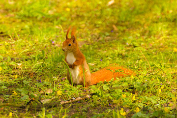 red squirrel stands on the green grass