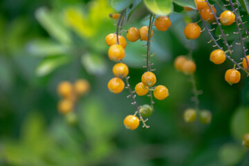 pequeñas semillas amarillas de una duranta erecta