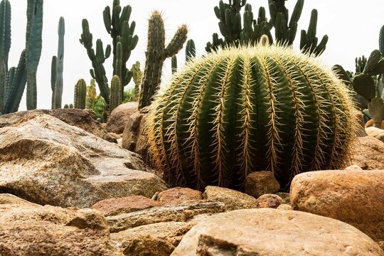 Cactaceae &eacute; uma fam&iacute;lia bot&acirc;nica de arbustos, &aacute;rvores, ervas, lianas e subarbustos representada pelos cactos ou catos. S&atilde;o aproximadamente 142 g&ecirc;neros e 1793 esp&eacute;cies aceitas.