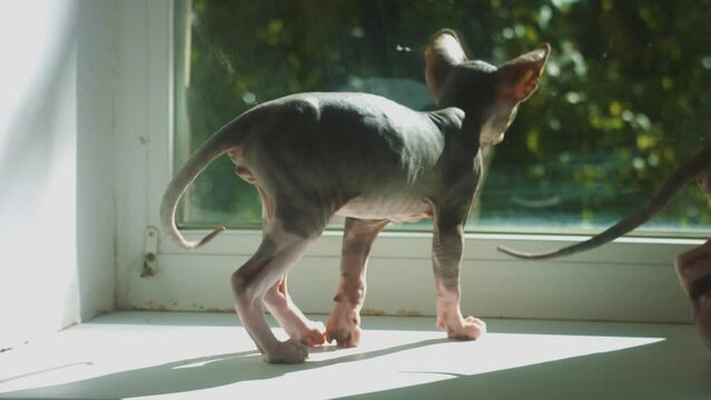 Cute canadian sphinx kittens are played on the windowsill