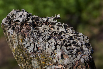 Fototapeta na wymiar Parmelia sulcata (lat. Parmelia sulcata) - type of lichen genus Parmelee (Parmelia) family Parmeliaceae (Parmeliaceae).