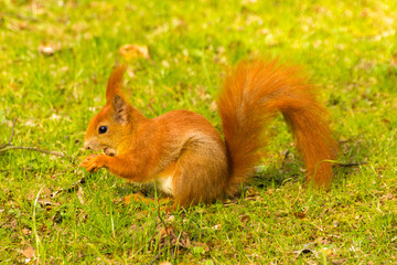 a red squirrel sits and eats a nut in the grass