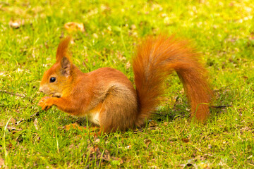 a red squirrel sits and eats a nut in the grass