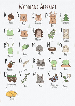 Woodland alphabet for children with forest animals. Poster