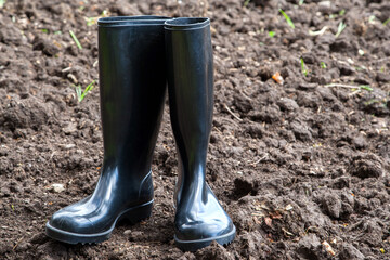 Black rubber boots in the field. Rubber boots are indispensable for agriculture. Agriculture is one...