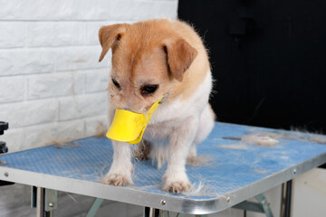 Jack Russell Terrier dog on the table in the dog care studio
