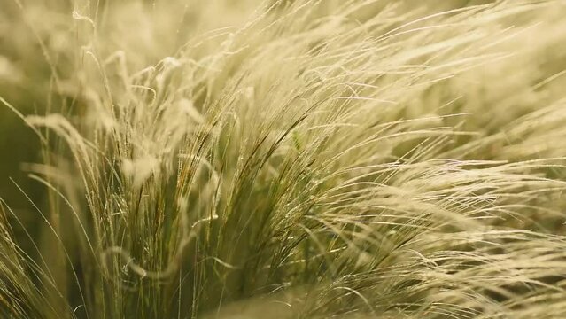 Wild feather grass in the field at sunset. Plants swaying in the wind. Green grass with white fluffy feather. Selective focus and Macro.