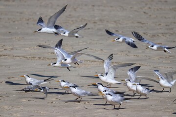 The beauty of Cabot's terns found in Barra de Tramandaí in Rio Grande do Sul, Brazil.