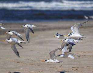 The beauty of Cabot's terns found in Barra de Tramandaí in Rio Grande do Sul, Brazil.