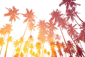 Double exposure effect of coconut palm trees silhouettes isolated on white background with sunset sky