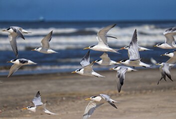 The beauty of Cabot's terns found in Barra de Tramandaí in Rio Grande do Sul, Brazil.