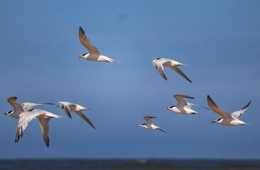 The beauty of Cabot's terns found in Barra de Tramandaí in Rio Grande do Sul, Brazil.