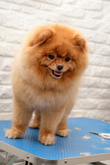 A red Pomeranian Pomeranian stands on a table in close-up, vertical photo