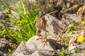 Green heron (Butorides striatus) stands on the shore of the lake with a stick in its beak.