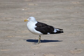 Beautiful adult Kelp Gull found in Barra de Tramandaí in Rio Grande do Sul, Brazil.