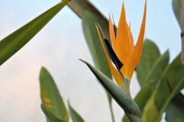 Obraz premium Strelitzia is a herbaceous perennial beautiful unusual plant. Interesting orange flower as a bird of paradise