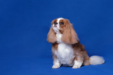 Charming dog Cavalier King Charles Spaniel sits in front of a blue background