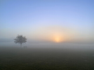 Foggy day at park with tree and bench at sunrise