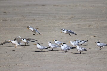 The beauty of Cabot's terns found in Barra de Tramandaí in Rio Grande do Sul, Brazil.