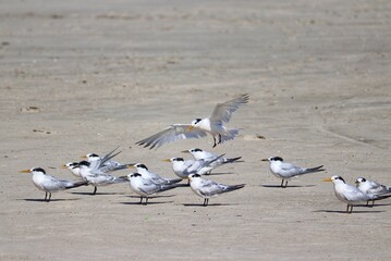 The beauty of Cabot's terns found in Barra de Tramandaí in Rio Grande do Sul, Brazil.