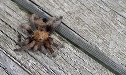 Tarantula on weathered wood