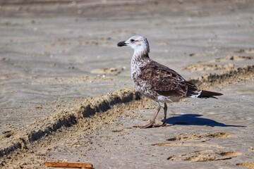 Beautiful juvenile kelp gull found in Barra de Tramandaí in Rio Grande do Sul, Brazil.