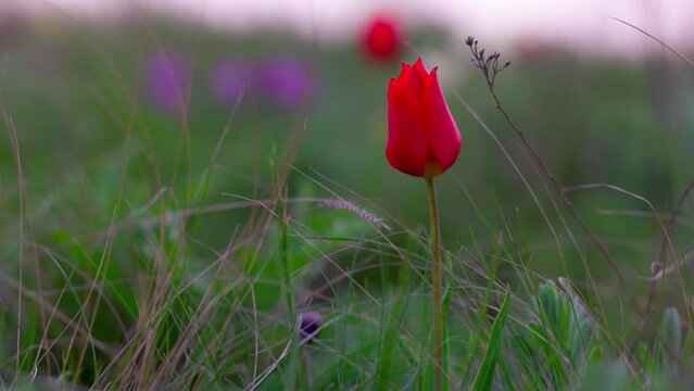 Beautiful blooming wild steppe. Spring flowers tulips in the steppe. Red tulip, tulipa gesneriana T. Schrenkii Regel. Blooming meadow in spring. 120 fps, ProRes 422, 10 bit video