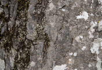 Close bark tree texture, natural wooden background.