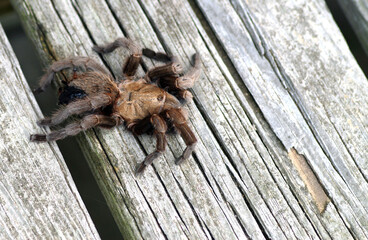 Tarantula on weathered wood 