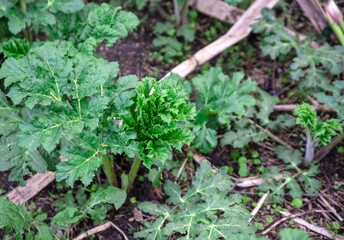 a whole field of young hogweed