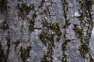 Close bark tree texture, natural wooden background.